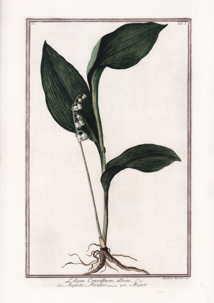 Lilium Convallium, album.