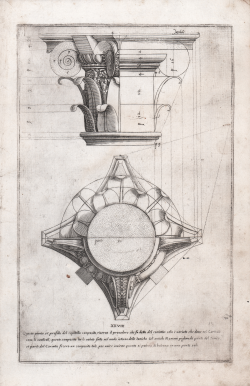                   Questa pianta, et profilo...
              