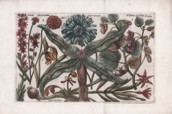                   Sedum Sesamoides Scorzonera...
              