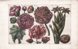                   Rosa Sinens Flos Indicus
              