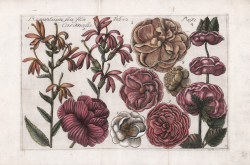                   Rapuntium seu Flos Rosa...
              