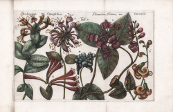                   Periclymenum, seu...
              