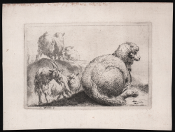                   Pecore al pascolo
              