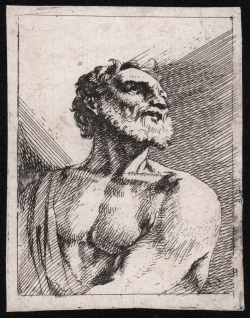                   Busto maschile
              