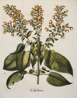                   Colus Iovis
              