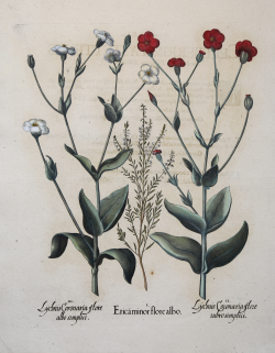                  Lychnis Cornoaria flore...
              