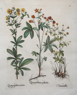                   Quinquefolium maius -...
              