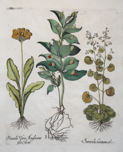                   Primula Versi Anglicana...
              