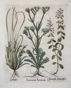                  Coronopus - Limonium...
              